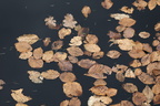 Blade i vandet