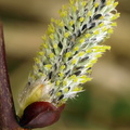 Pil (Salix)