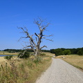 Veterantræ på Bognæs