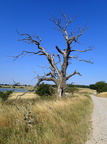 Veterantræ på Bognæs