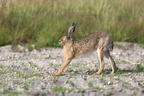 Hare (Lepus europaeus)