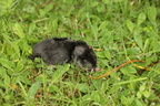 Muldvarp (Talpa europaea)