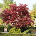 Acer palmatum (Japansk Løn)