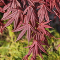 Acer palmatum (Japansk Løn)