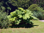 Gunnera manicata (Mammutblad)