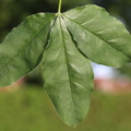 Laburnum x watereri (Hybrid-Guldregn)