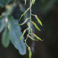 Laburnum x watereri (Hybrid-Guldregn)
