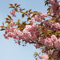 Prunus_serrulata_Japansk_Kirsebaer_30042014_Snejbjerg_005.JPG