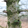 Abies alba (Almindelig ædelgran)
