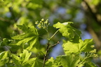 Acer campestre (Navr)