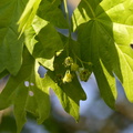 Acer campestre (Navr)