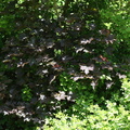 Acer platanoides Schwedleri (blod-løn)