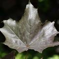 Acer platanoides Schwedleri (blod-løn)