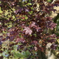 Acer platanoides (Schwedleri blod-løn)