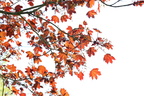 Acer platanoides (Schwedleri blod-løn)
