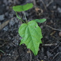 Acer platanoides (Spids-Løn)