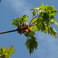 Acer platanoides (Spids-Løn)