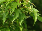 Acer tataricum ssp. ginnala (Ild-løn)