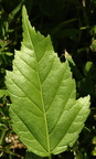 Acer tataricum ssp. ginnala (Ild-løn)