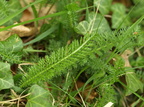 Achillea millefolium (Almindelig røllike)