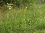 Achillea millefolium (Almindelig røllike)