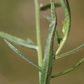 Achillea ptarmica (Nyse-Røllike)