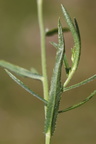 Achillea ptarmica (Nyse-Røllike)