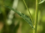 Achillea ptarmica (Nyse-røllike)