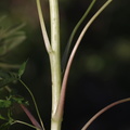 Aconitum napellus ssp. lusitanicum (Ægte Stormhat)