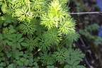 Aconitum napellus ssp. lusitanicum (Ægte Stormhat)