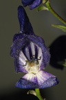 Aconitum x stoerkianum (Have-stormhat)