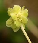 Adoxa moschatellina (Desmerurt)