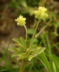 Adoxa moschatellina (Desmerurt)