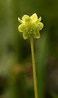 Adoxa moschatellina (Desmerurt)
