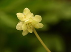 Adoxa moschatellina (Desmerurt)