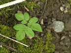 Aegopodium podagraria (Skvalderkål)