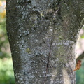 Aesculus hippocastanum (Hestekastanie)