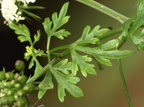 Aethusa cynapium (Hundepersille)