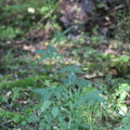 Agrimonia procera (Vellugtende Agermåne)