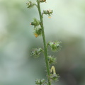 Agrimonia procera (Vellugtende Agermåne)