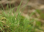 Agrostis canina (Hunde-Hvene)