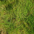Agrostis canina (Hunde-hvene)