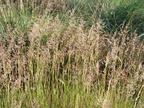 Agrostis canina (Hunde-hvene)