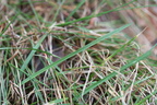 Agrostis capillaris (Almindelig Hvene)