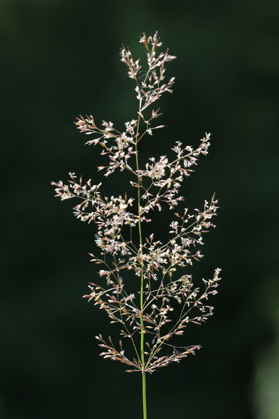 Agrostis_capillaris_Almindelig_Hvene_09072014_Bjergby_Haderup_006.JPG