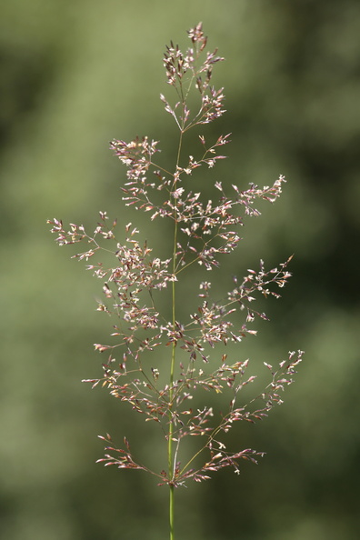 Agrostis_capillaris_Almindelig_Hvene_09072014_Bjergby_Haderup_009.JPG