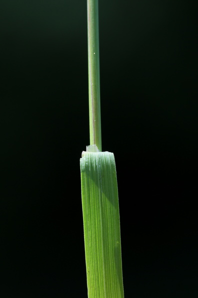 Agrostis_capillaris_Almindelig_Hvene_09072014_Bjergby_Haderup_018.JPG