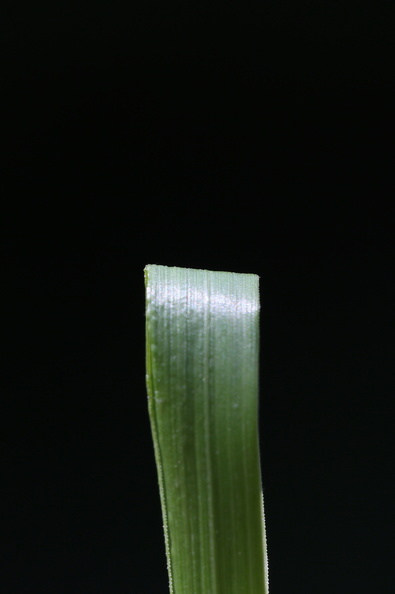 Agrostis_capillaris_Almindelig_Hvene_09072014_Bjergby_Haderup_025.JPG