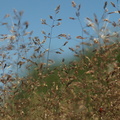 Agrostis capillaris (Almindelig hvene)