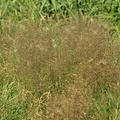 Agrostis_capillaris_Almindelig_hvene_27072008_007.JPG